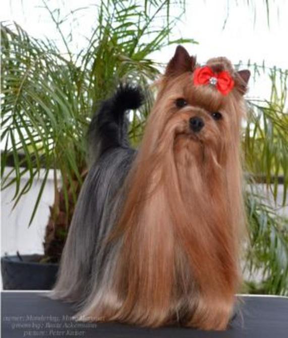  IDERS-BRAD OT PANDY SHARM &mdash; Labaza DogPedigree YorkshireTerrier